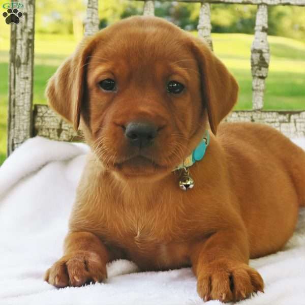 Amber Skye, Fox Red Labrador Retriever Puppy